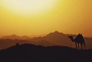 Silhouette of a camel on a desert ridge at sunset