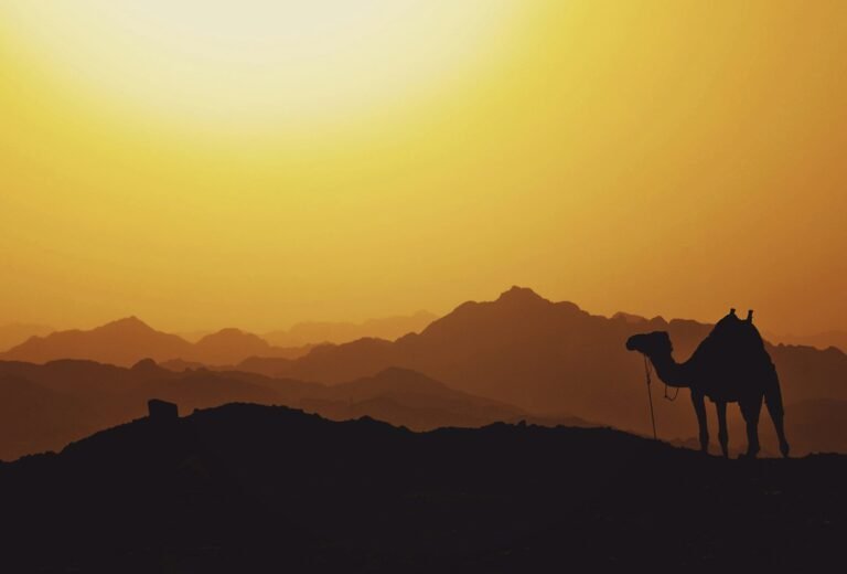 Bedouin Night at Jabal Tuwailat