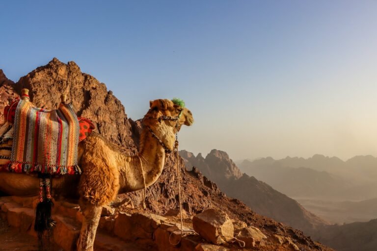 Bedouin Night at Jabal Tuwailat
