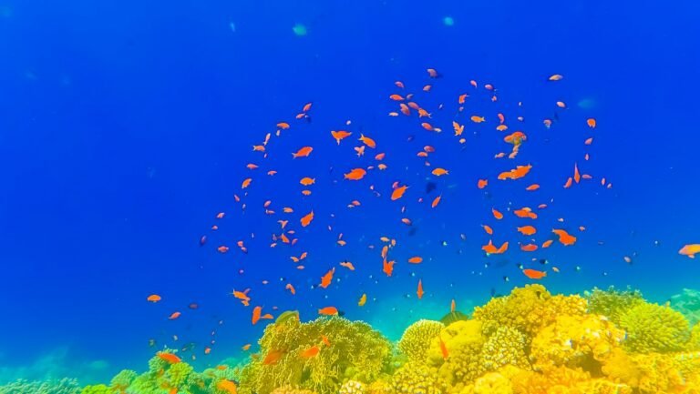 Semi-Submarine Reef Trip