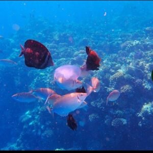 Reef fish in the Red Sea off Dahab