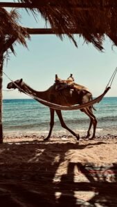 Camel with a saddle walking along a Red Sea beach