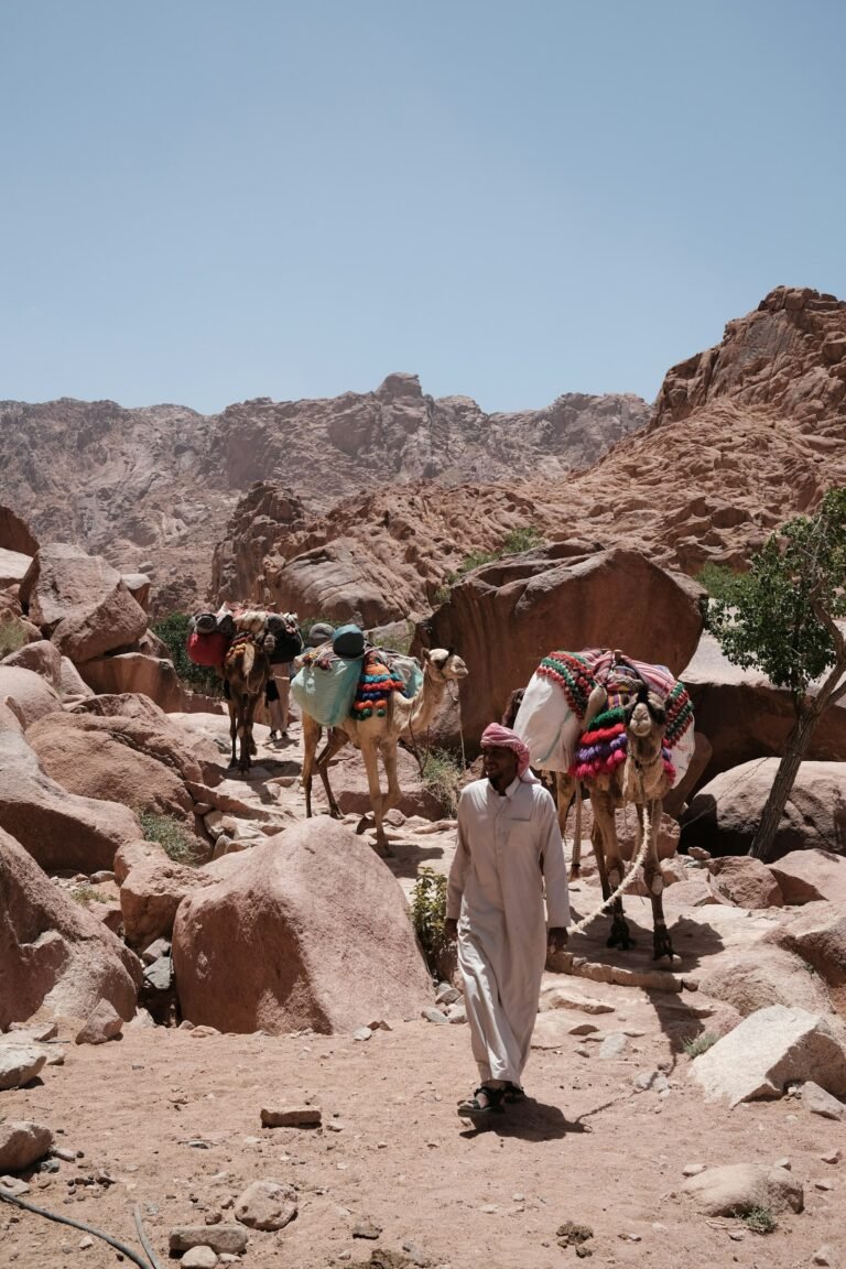 Bedouin guide with saddled camels on a rocky mountain trail in Sinai